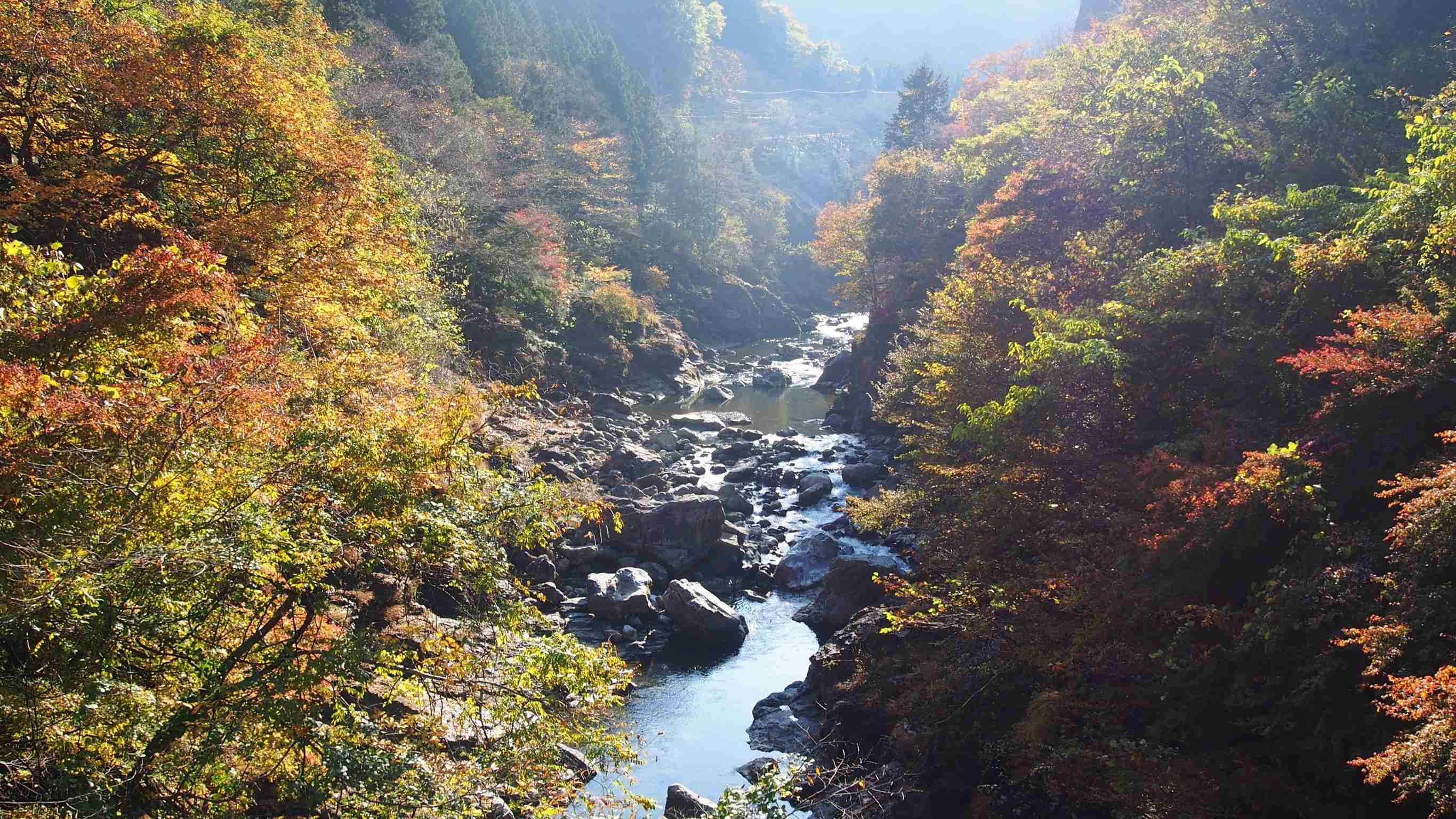 皆さんが撮った紅葉の写真が見たい