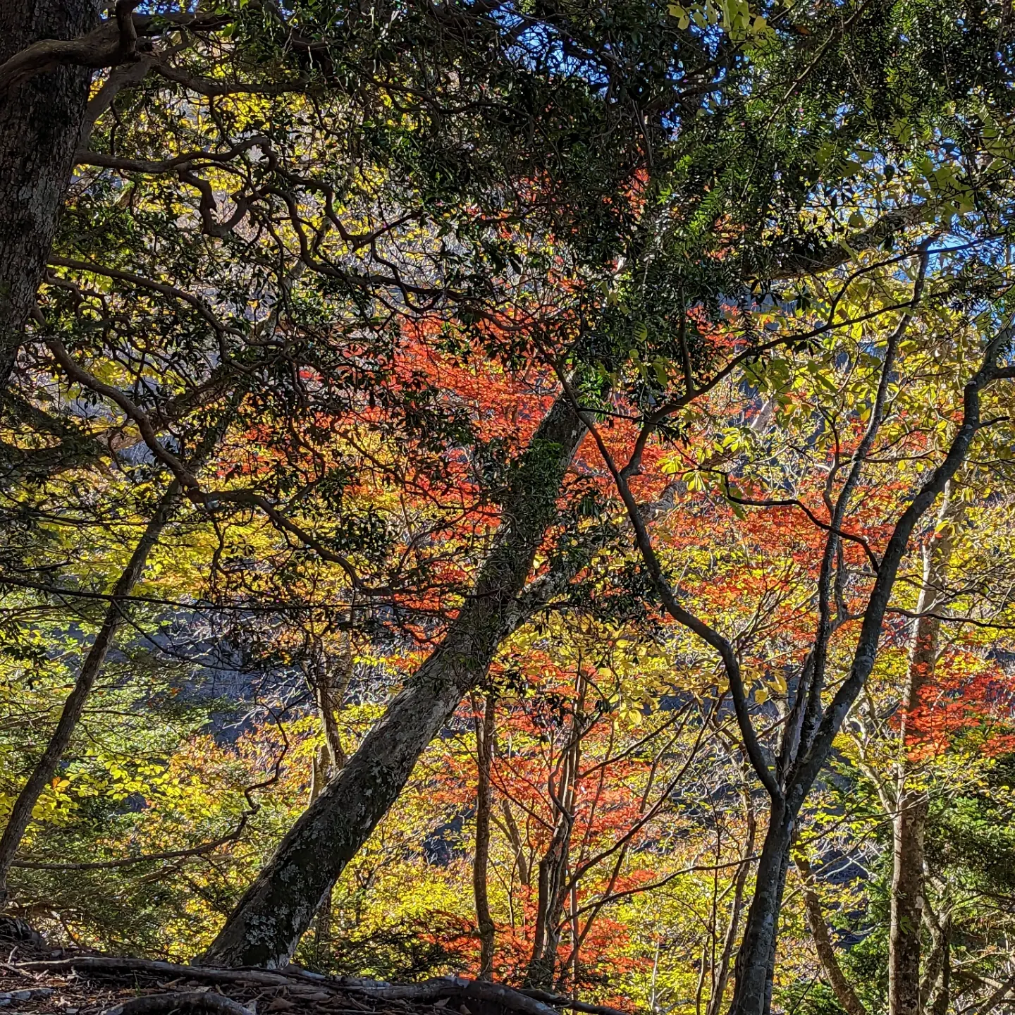 皆さんが撮った紅葉の写真が見たい