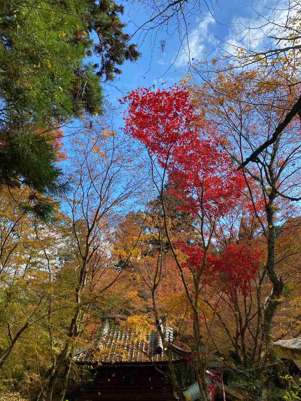皆さんが撮った紅葉の写真が見たい