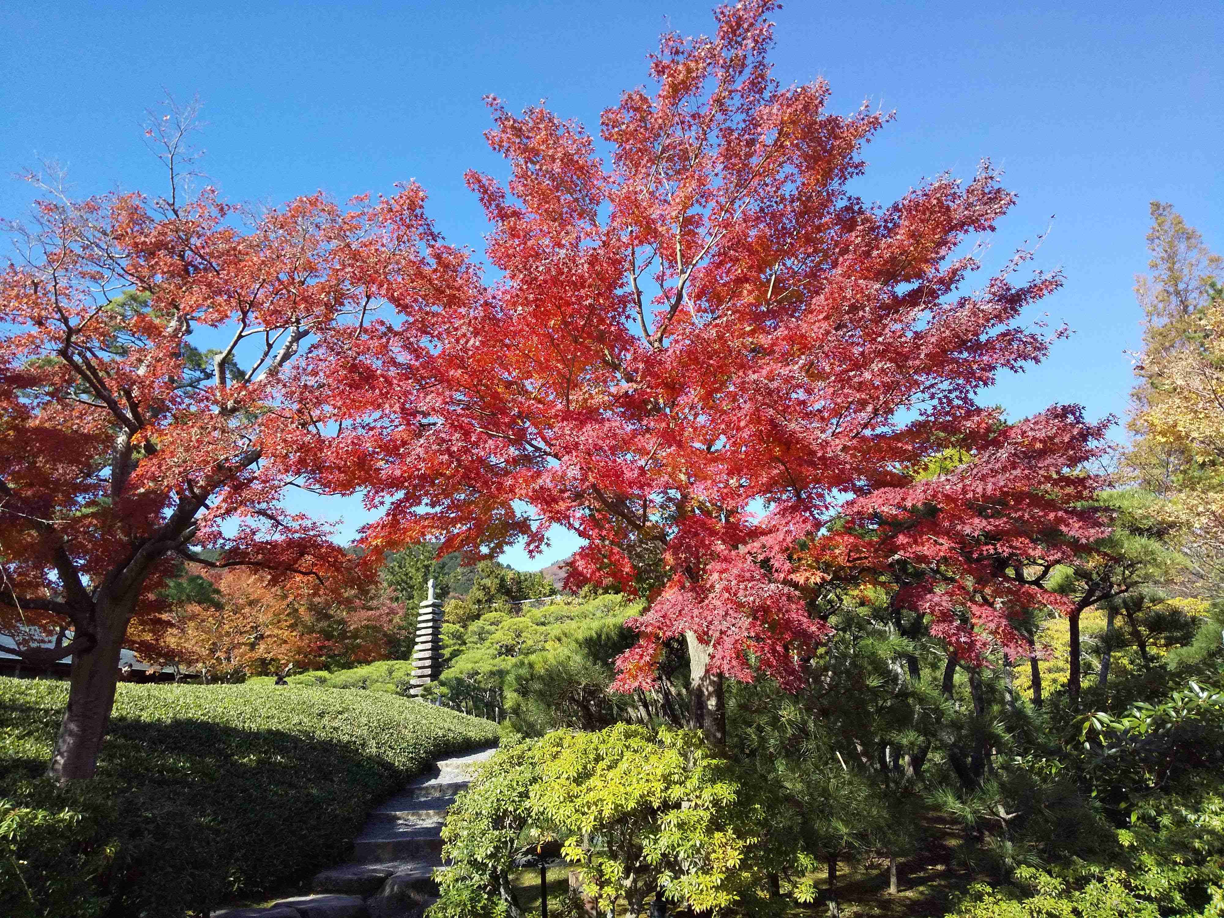 皆さんが撮った紅葉の写真が見たい