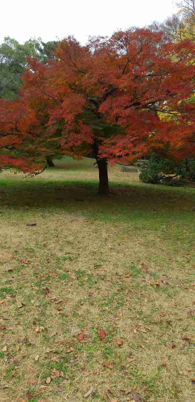 皆さんが撮った紅葉の写真が見たい