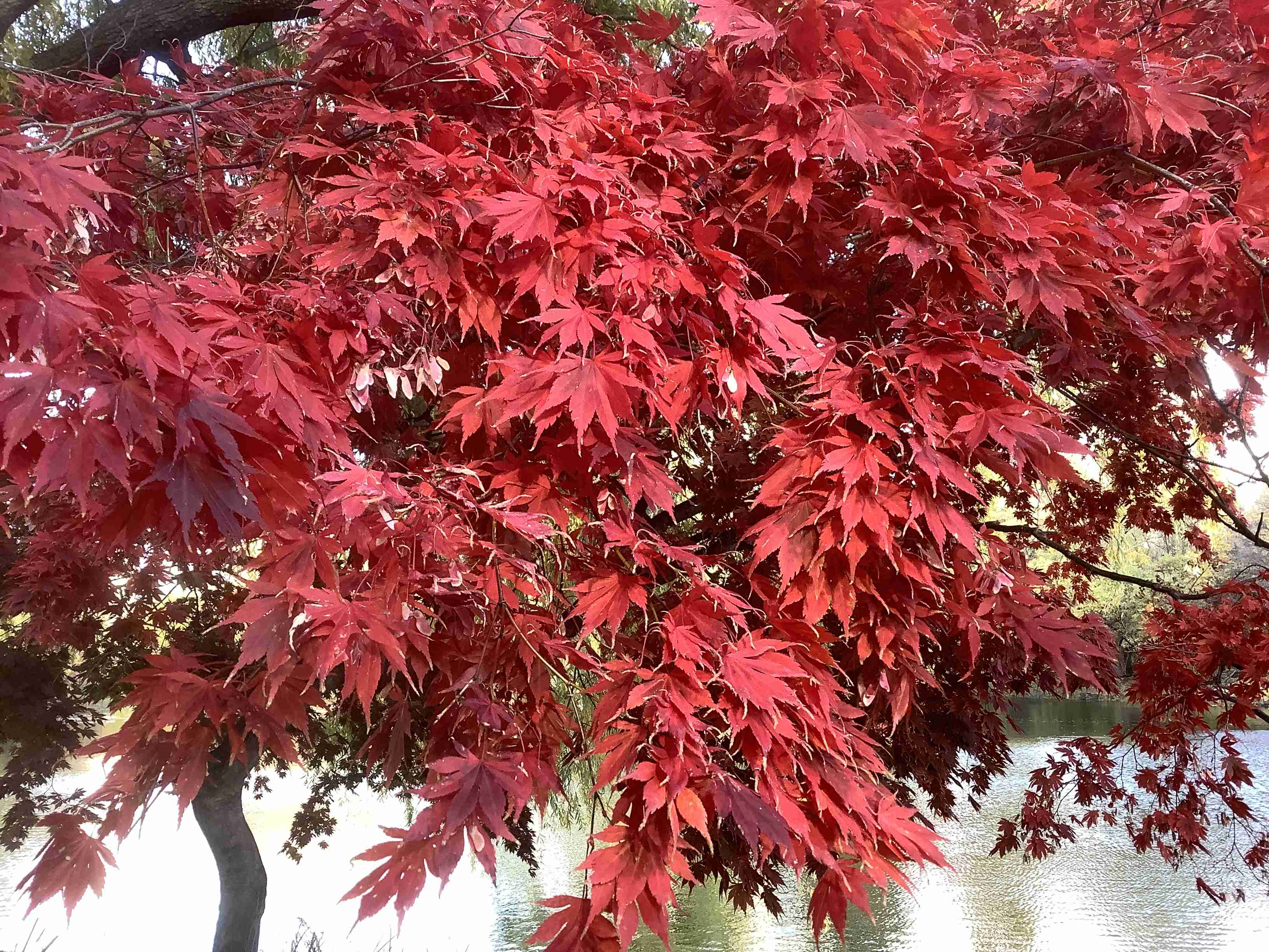 皆さんが撮った紅葉の写真が見たい