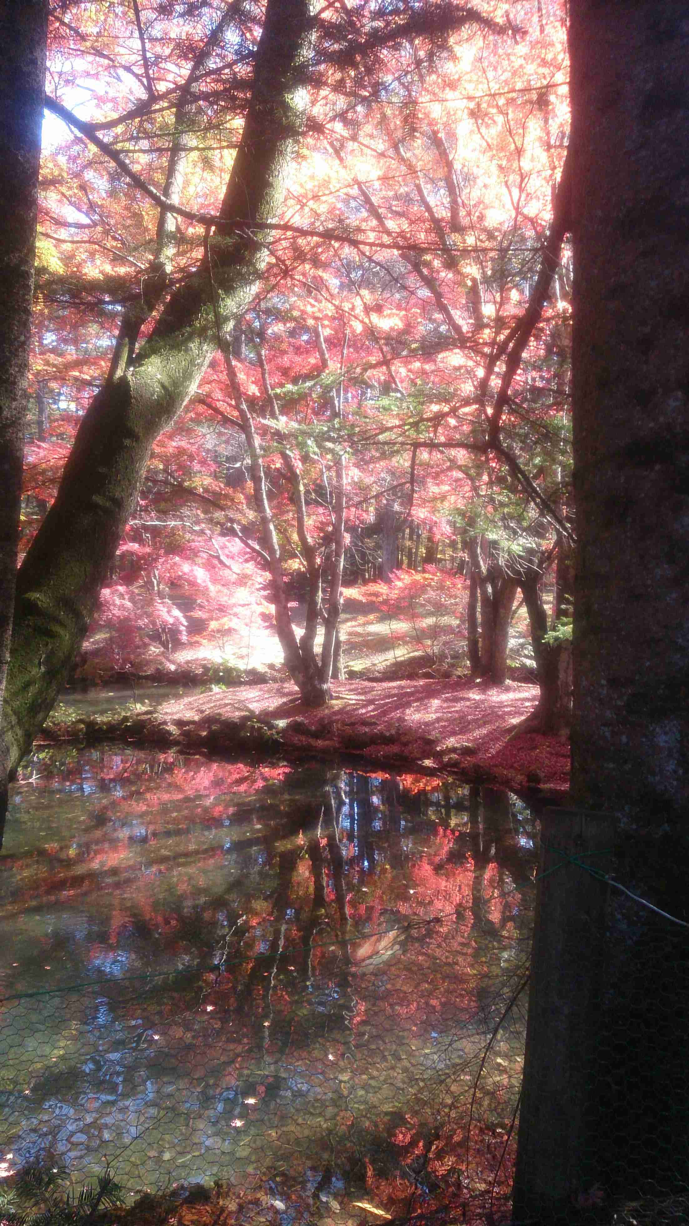 皆さんが撮った紅葉の写真が見たい