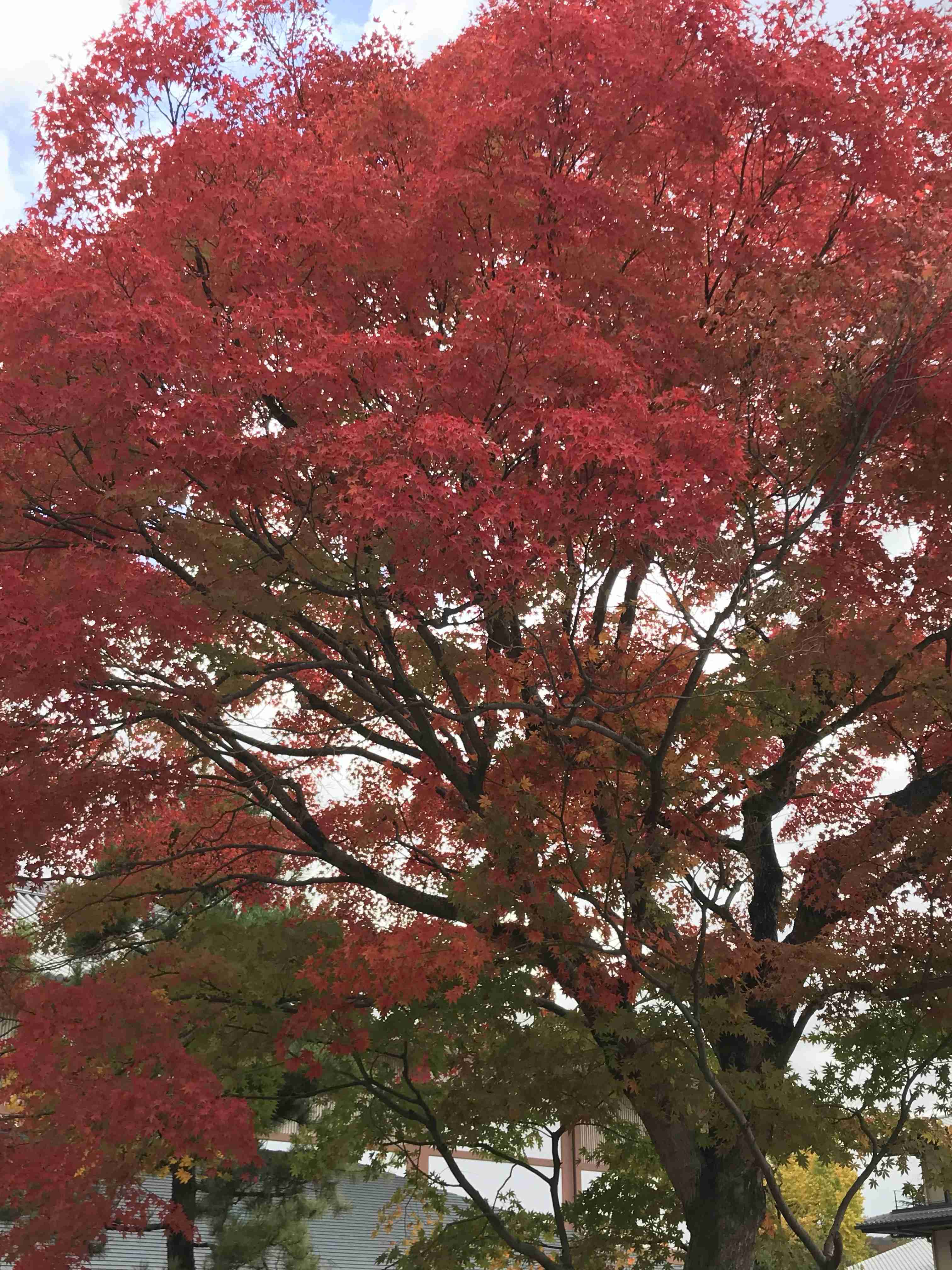 皆さんが撮った紅葉の写真が見たい