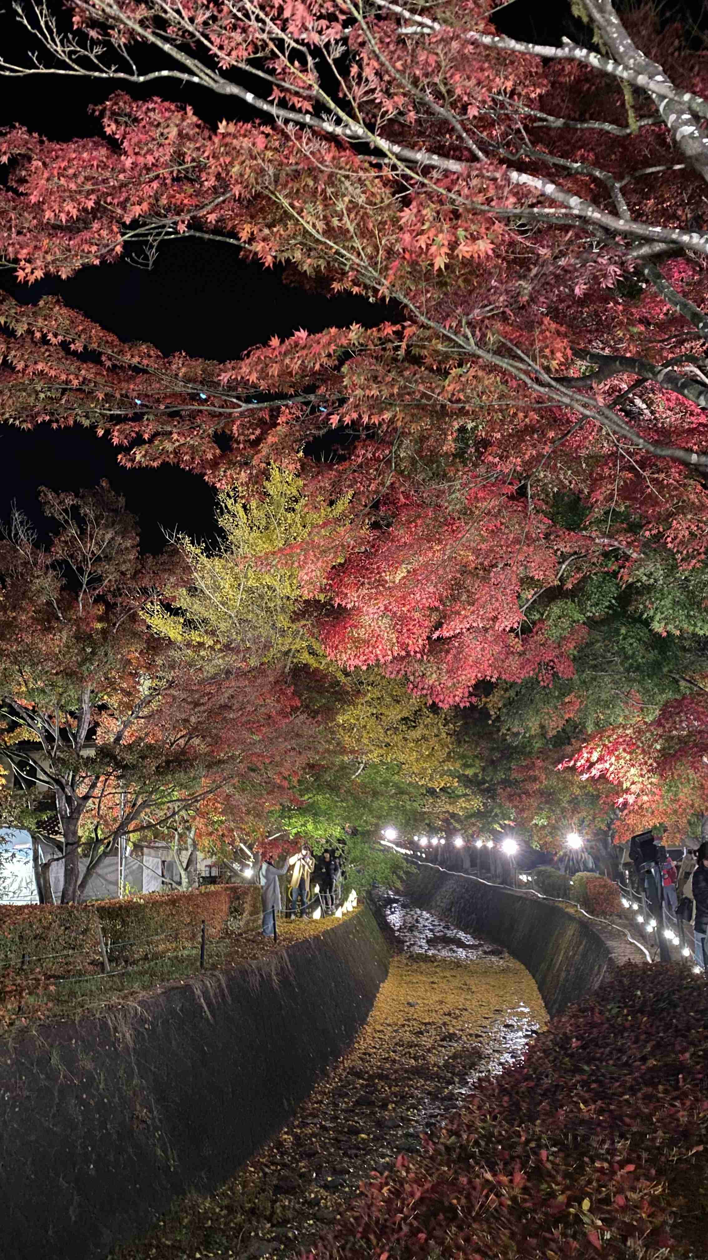 皆さんが撮った紅葉の写真が見たい