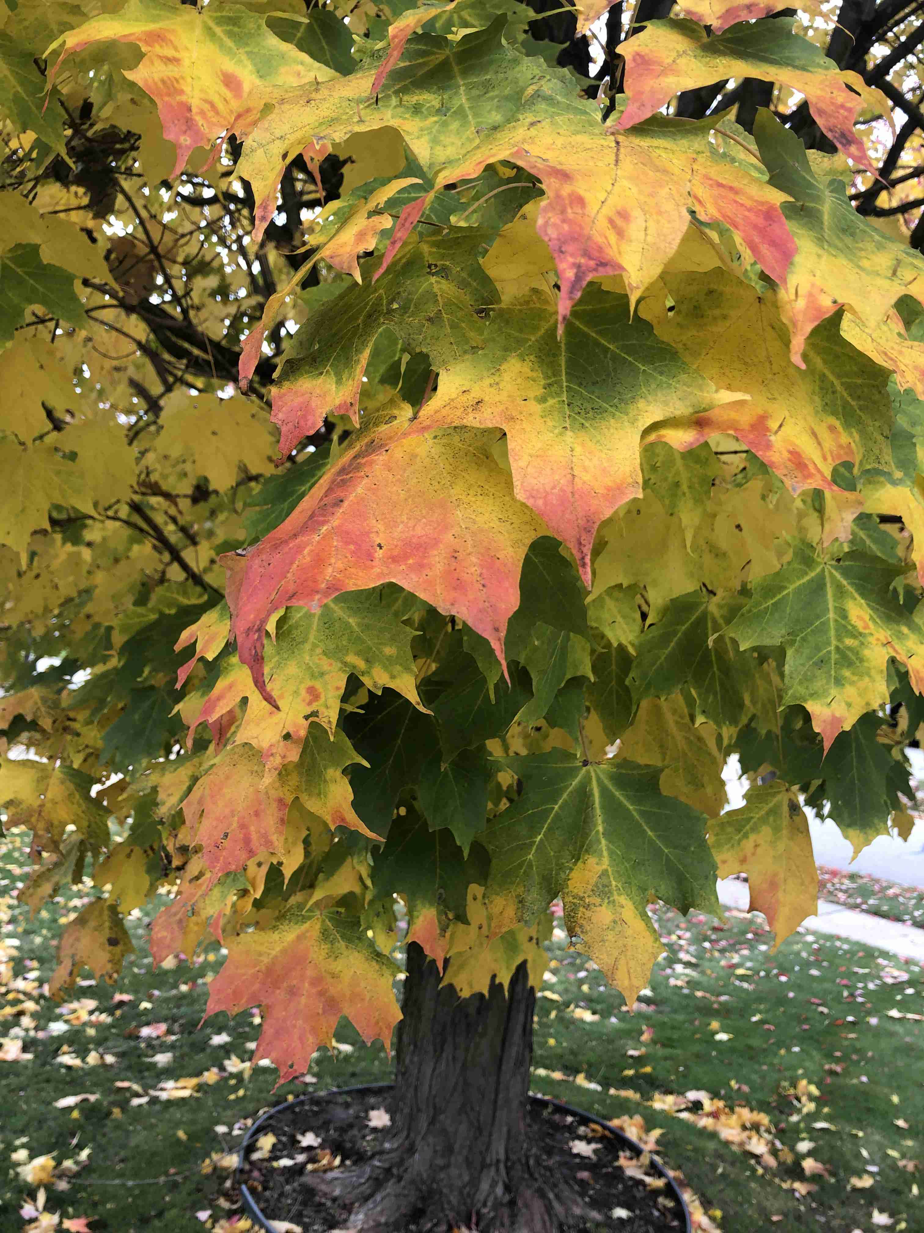 皆さんが撮った紅葉の写真が見たい