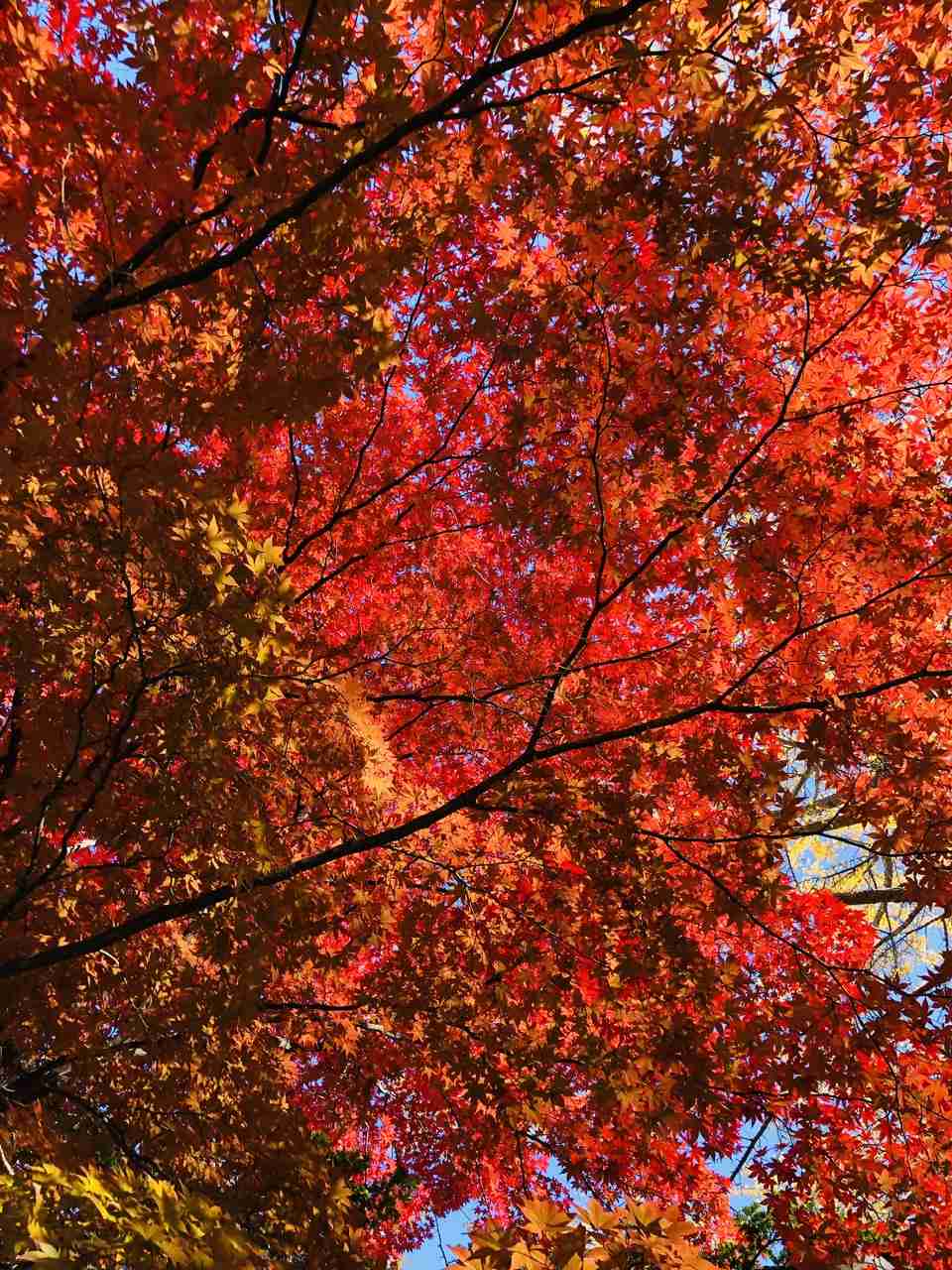 皆さんが撮った紅葉の写真が見たい