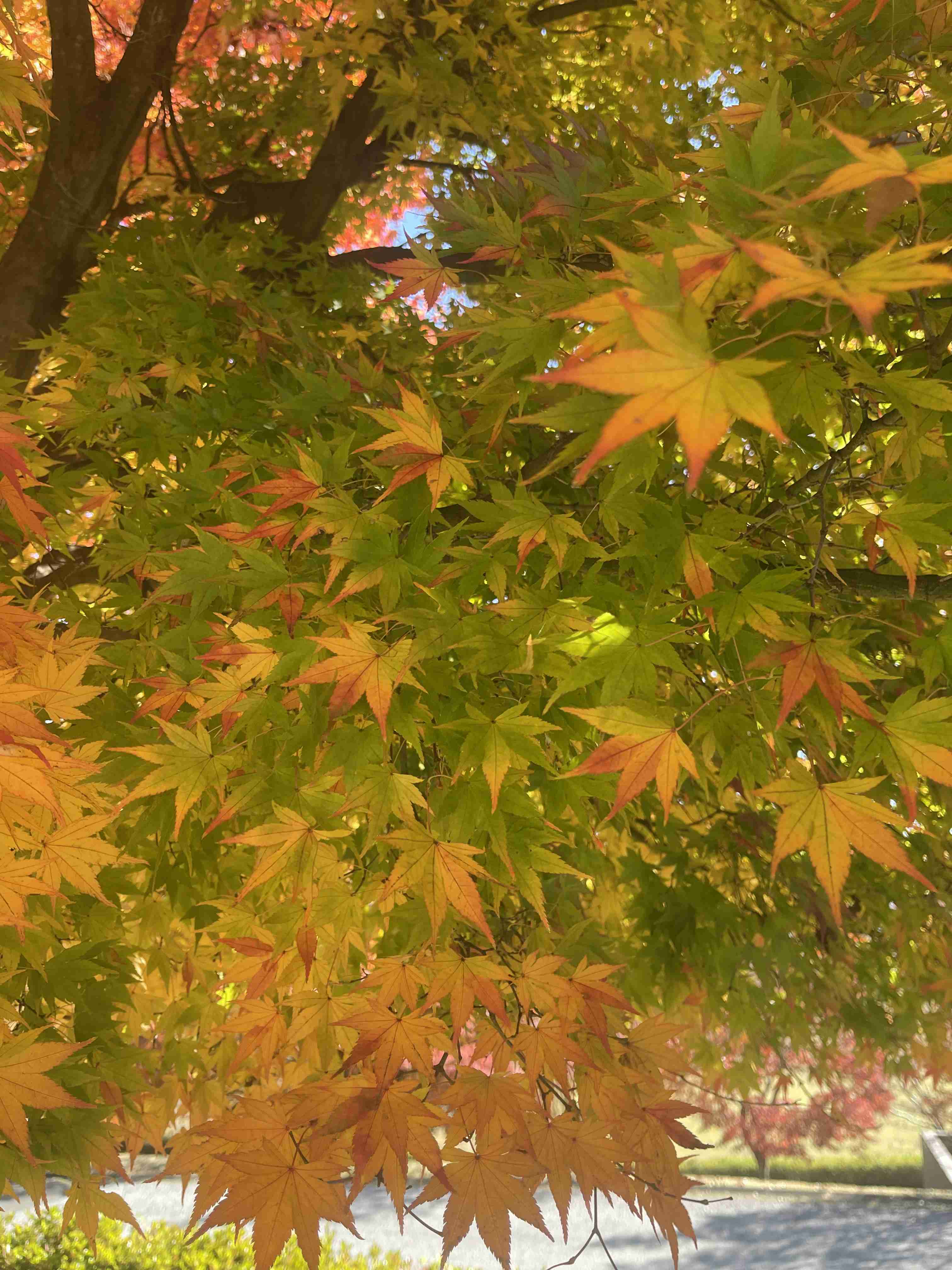 皆さんが撮った紅葉の写真が見たい