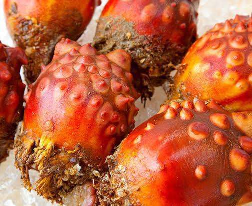 🦀🦑🐟食べたことない海産物🐙🐚🦐