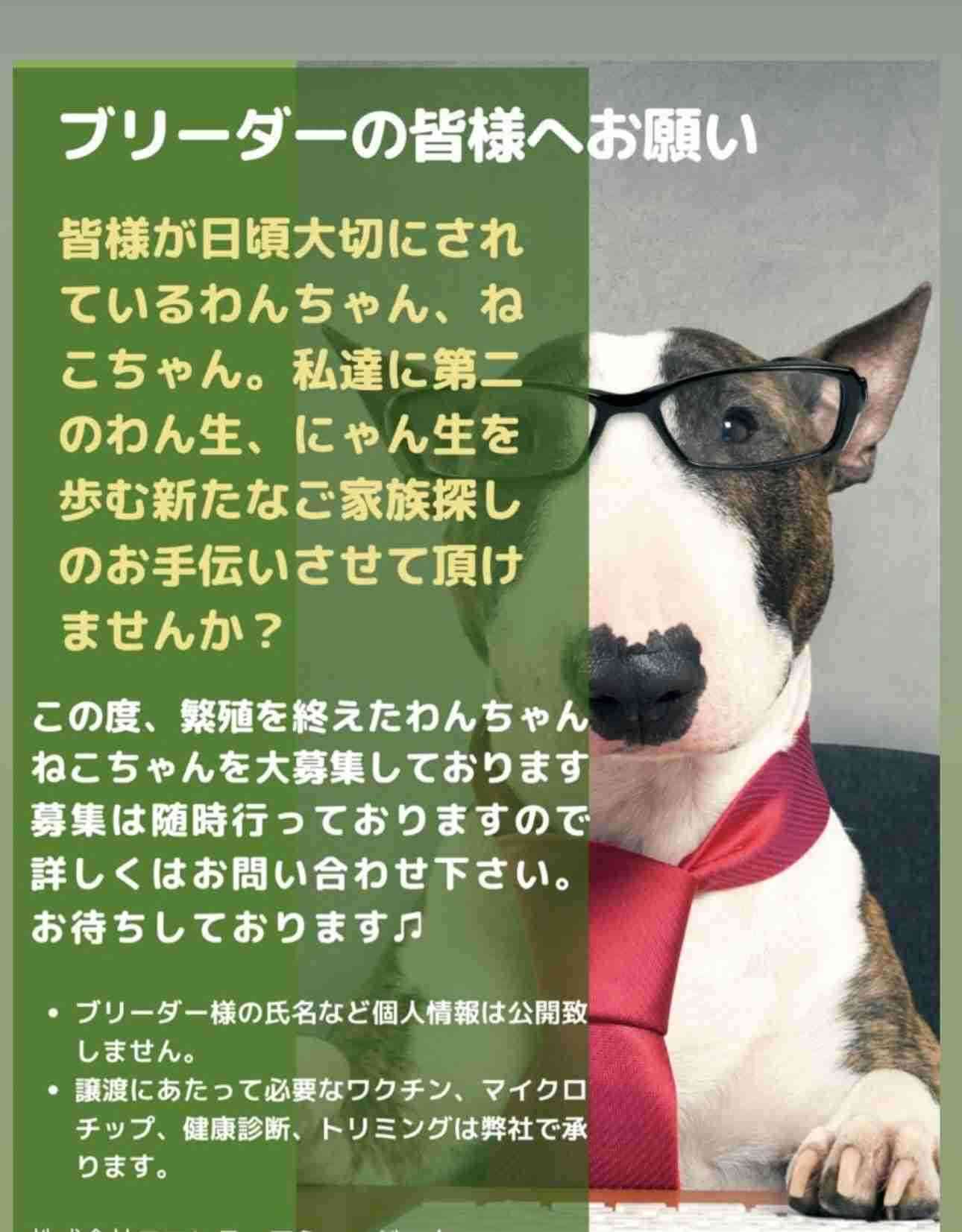 ダレノガレ明美、保護犬”スキンシップ”動画投稿が驚異の1000万超アクセス達成し称賛殺到