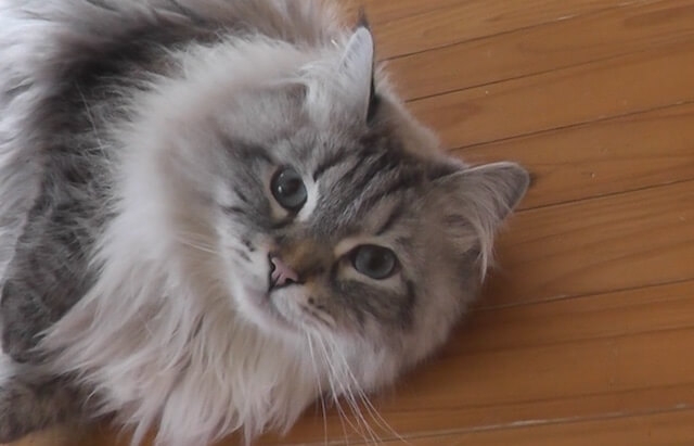 ダレノガレ明美、保護犬”スキンシップ”動画投稿が驚異の1000万超アクセス達成し称賛殺到