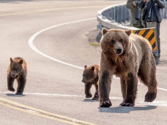 クマ捕獲で相次ぐバッシング　8道県知事、国に支援を緊急要望へ