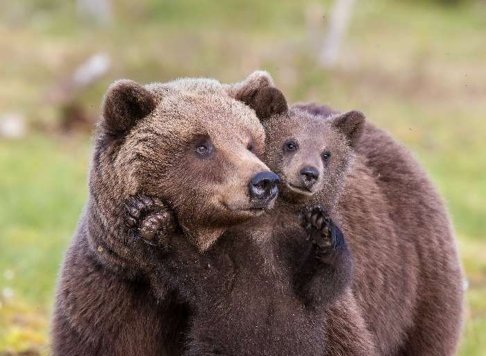 クマ捕獲で相次ぐバッシング　8道県知事、国に支援を緊急要望へ