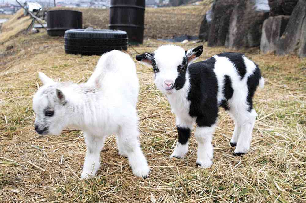 和み度満点、ヤギ飼い増えてます　ペット感覚や除草係で人気　広島県内の飼育場所、10年で2･5倍に