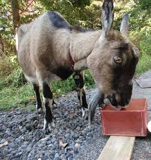 和み度満点、ヤギ飼い増えてます　ペット感覚や除草係で人気　広島県内の飼育場所、10年で2･5倍に