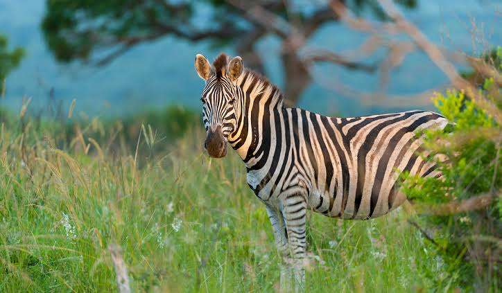 【二次元】鬼滅の刃で彼氏にしたいキャラPart14【妄想】