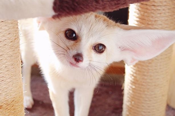 【二次元】鬼滅の刃で彼氏にしたいキャラPart14【妄想】