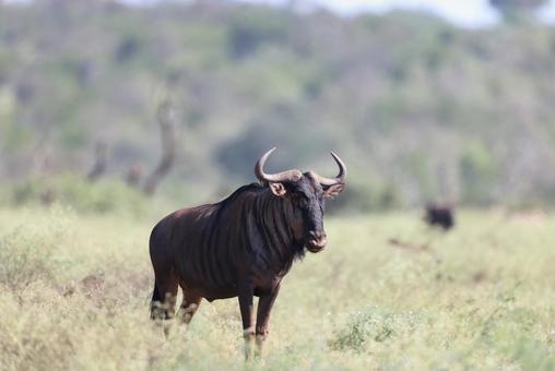 【二次元】鬼滅の刃で彼氏にしたいキャラPart14【妄想】