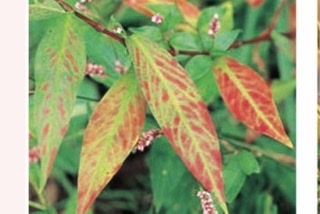 【二次元】鬼滅の刃で彼氏にしたいキャラPart14【妄想】