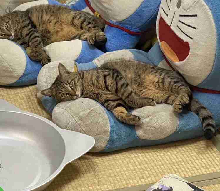 これは啜りたくなっちゃう... お昼寝中のニャンコが「ラテアート」にしか見えない件