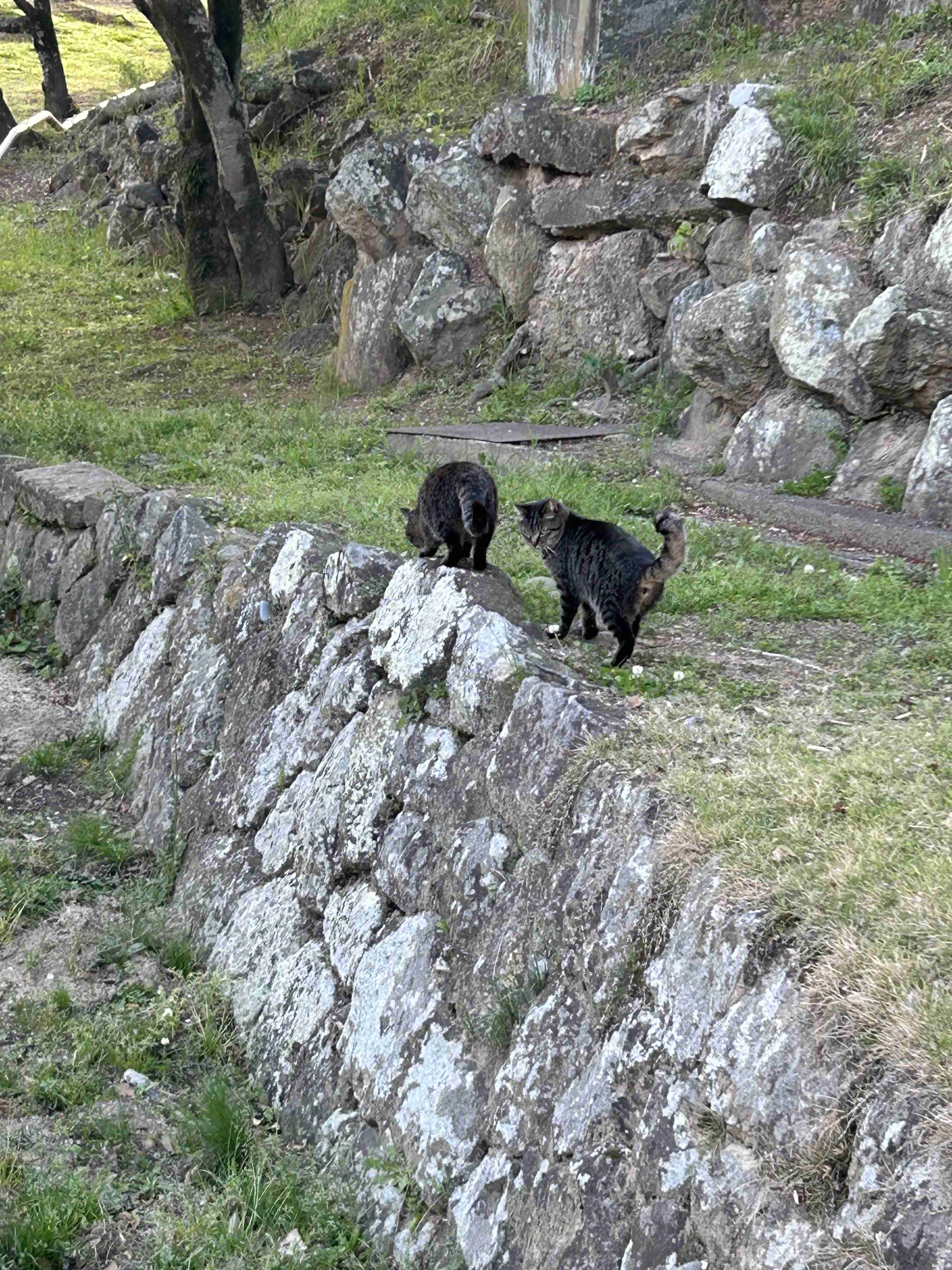 家の周りの風景見せてください。(身バレしないように気をつけてください)
