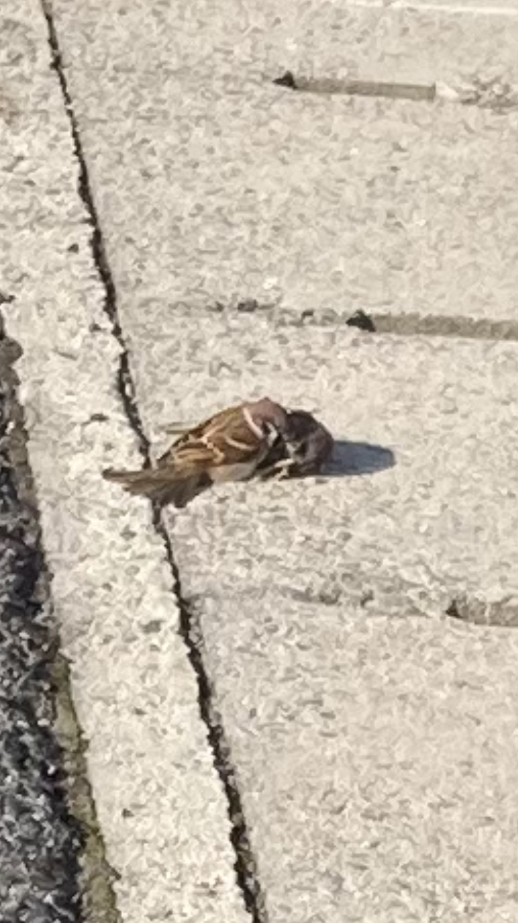 家の周りの風景見せてください。(身バレしないように気をつけてください)