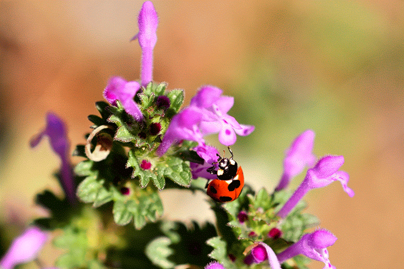 皆さんが好きな昆虫を教えてください!