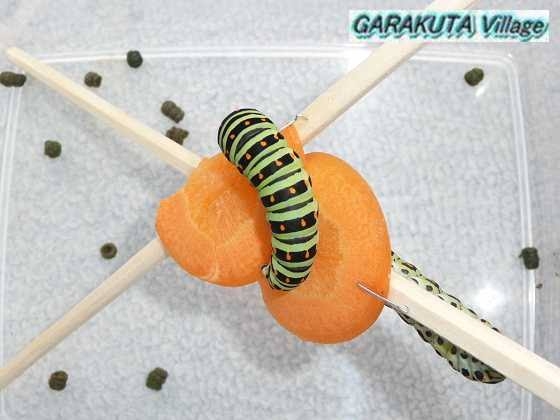 皆さんが好きな昆虫を教えてください!