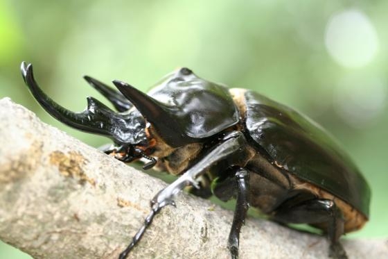 皆さんが好きな昆虫を教えてください!