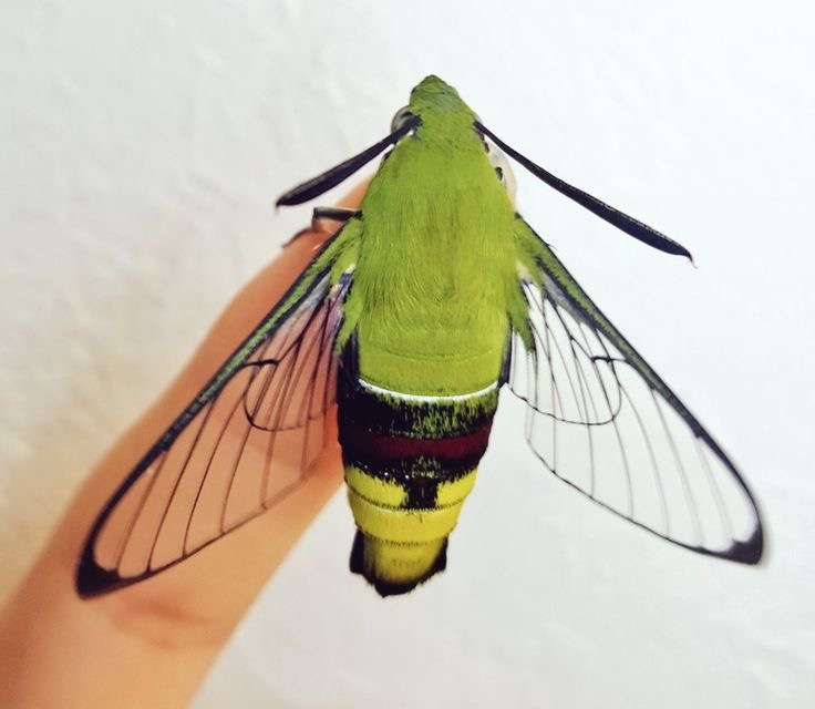 皆さんが好きな昆虫を教えてください!