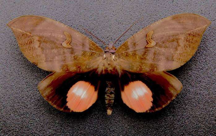 皆さんが好きな昆虫を教えてください!