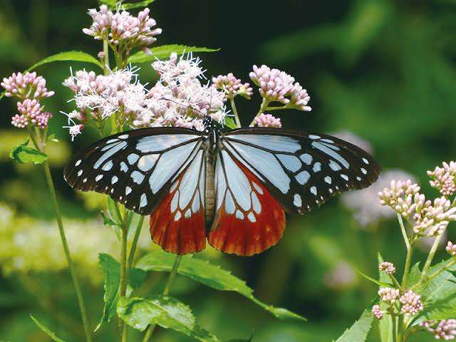 皆さんが好きな昆虫を教えてください!