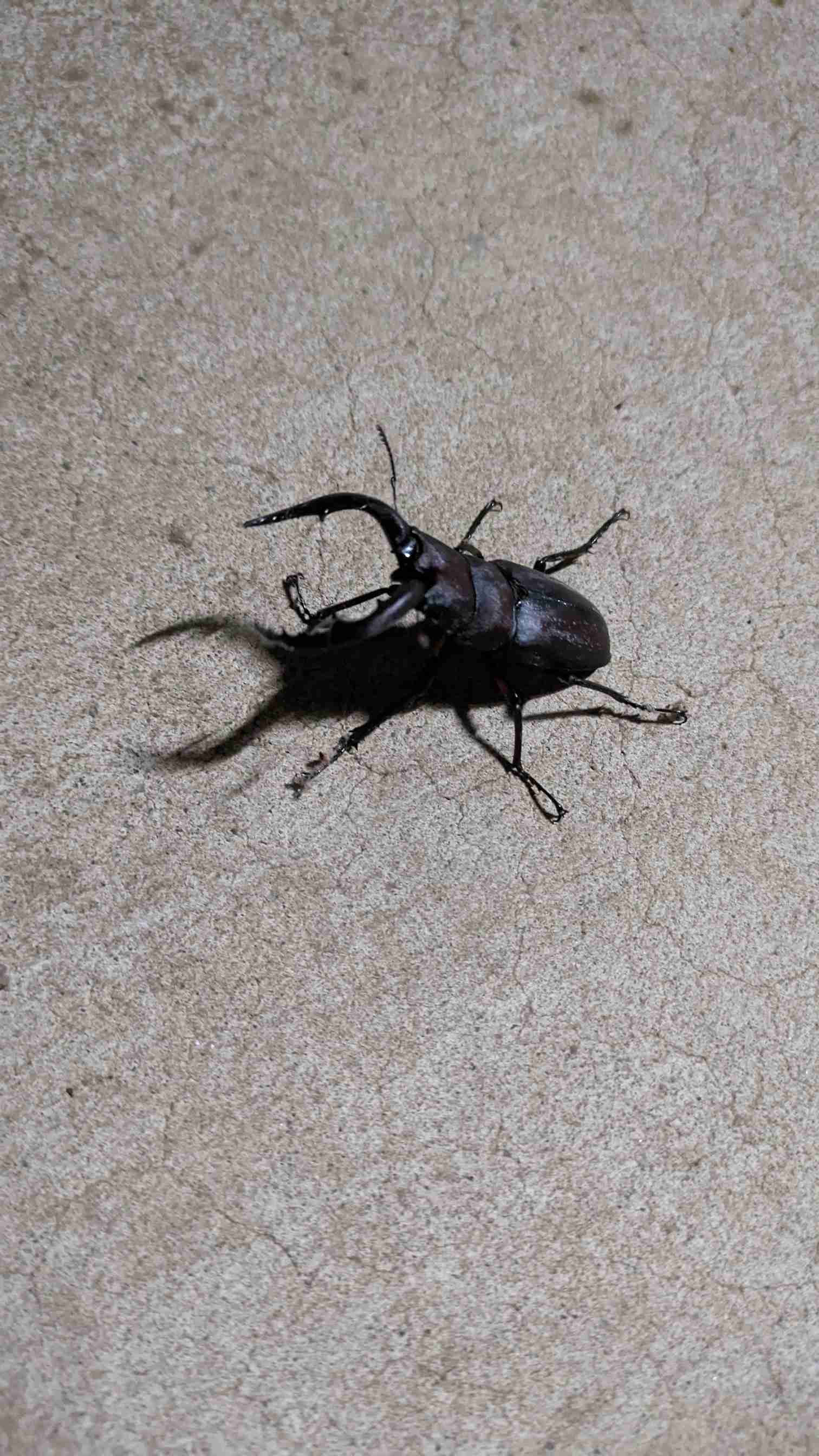 皆さんが好きな昆虫を教えてください!