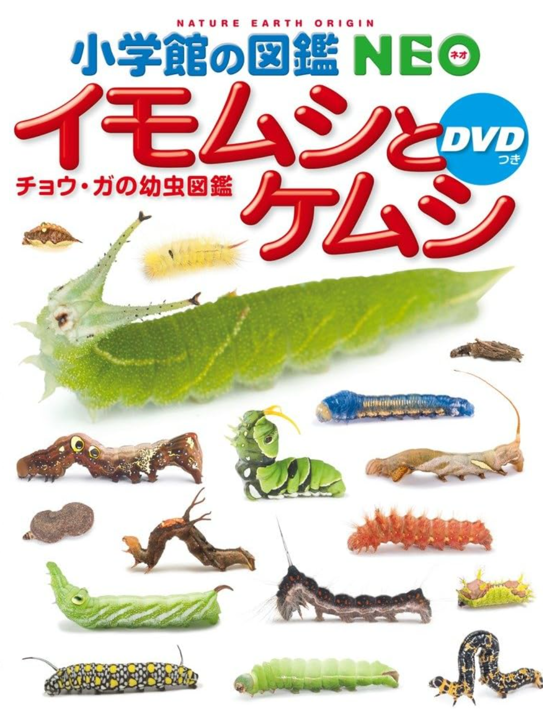 皆さんが好きな昆虫を教えてください!