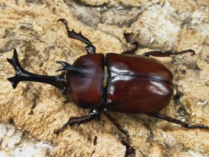 皆さんが好きな昆虫を教えてください!