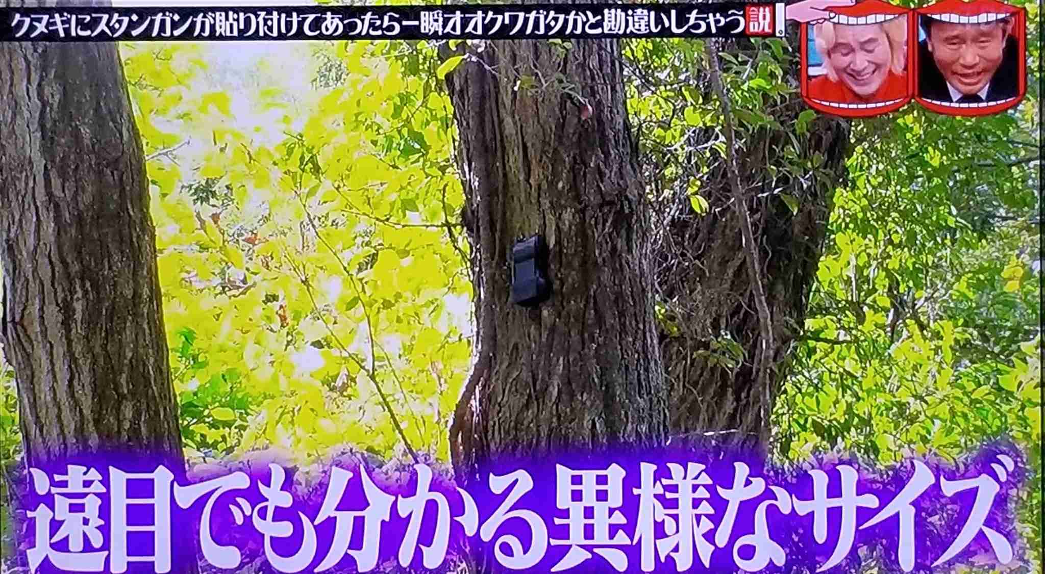 皆さんが好きな昆虫を教えてください!