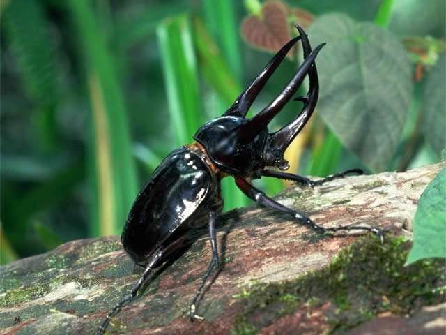 皆さんが好きな昆虫を教えてください!