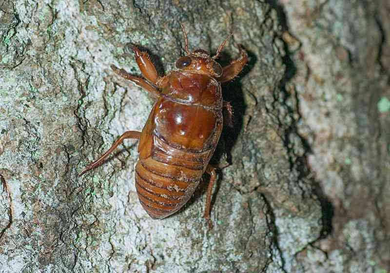 皆さんが好きな昆虫を教えてください!