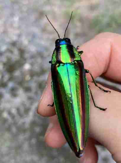 皆さんが好きな昆虫を教えてください!