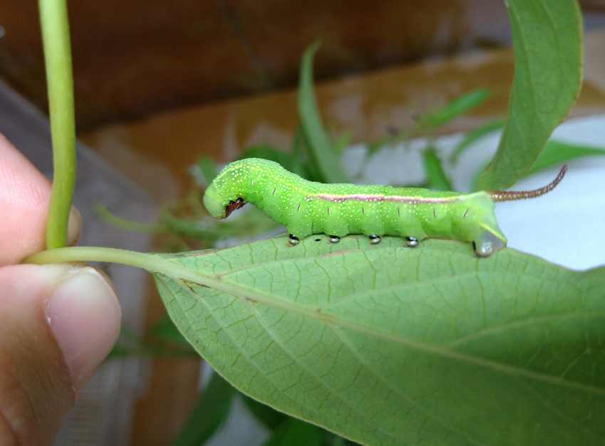 皆さんが好きな昆虫を教えてください!