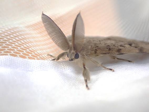 皆さんが好きな昆虫を教えてください!