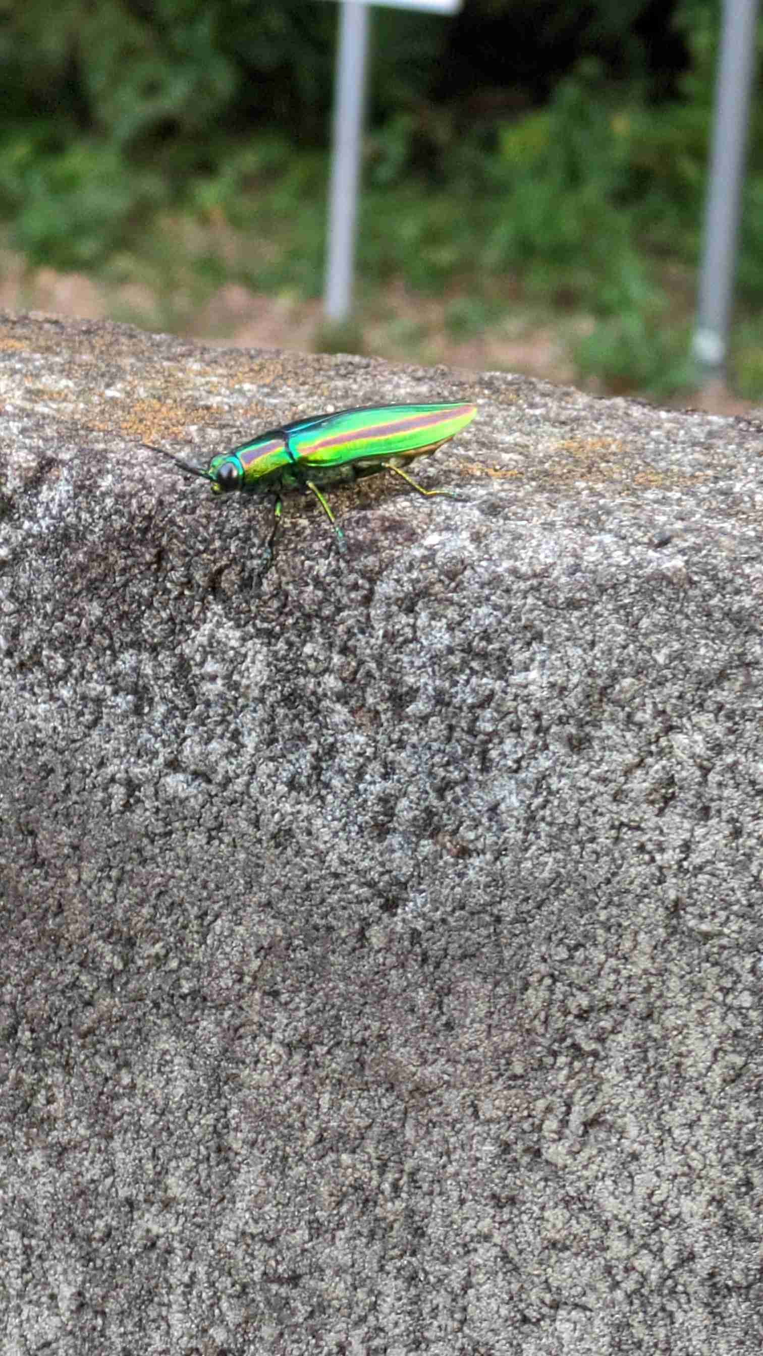 皆さんが好きな昆虫を教えてください!