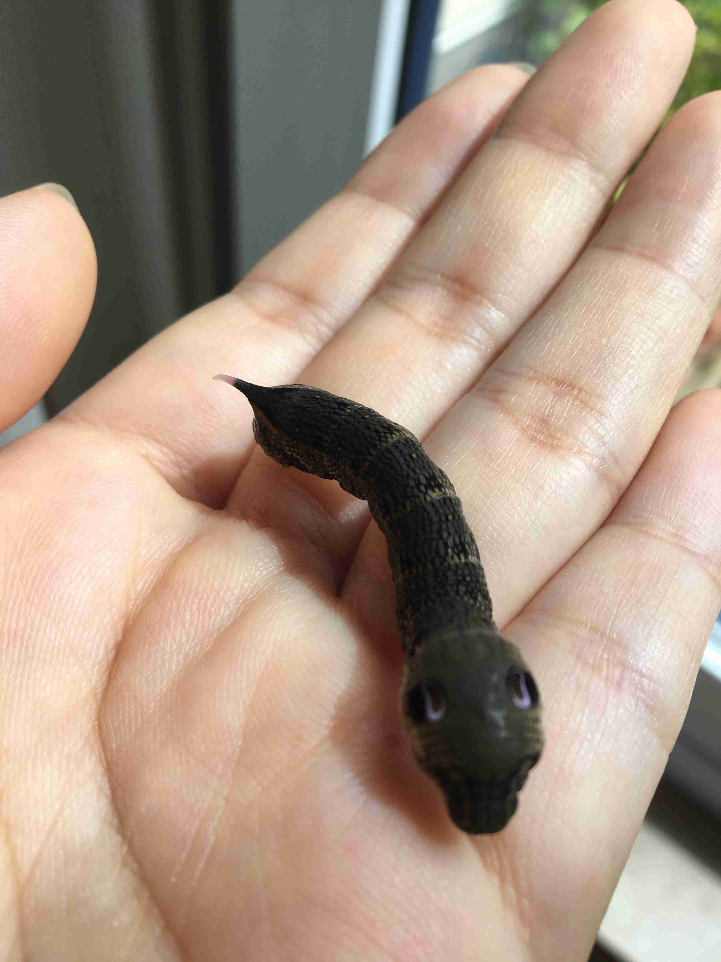 皆さんが好きな昆虫を教えてください!