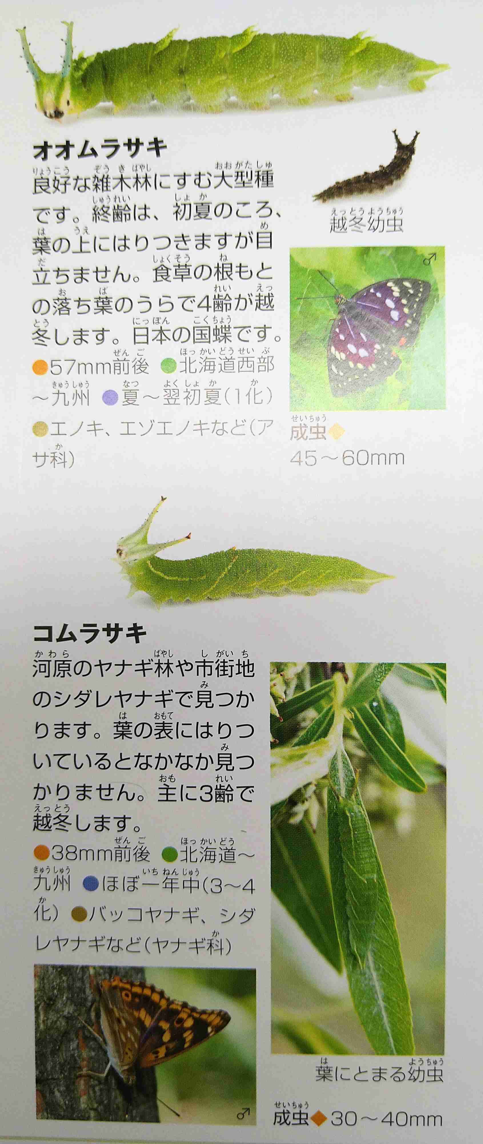 皆さんが好きな昆虫を教えてください!