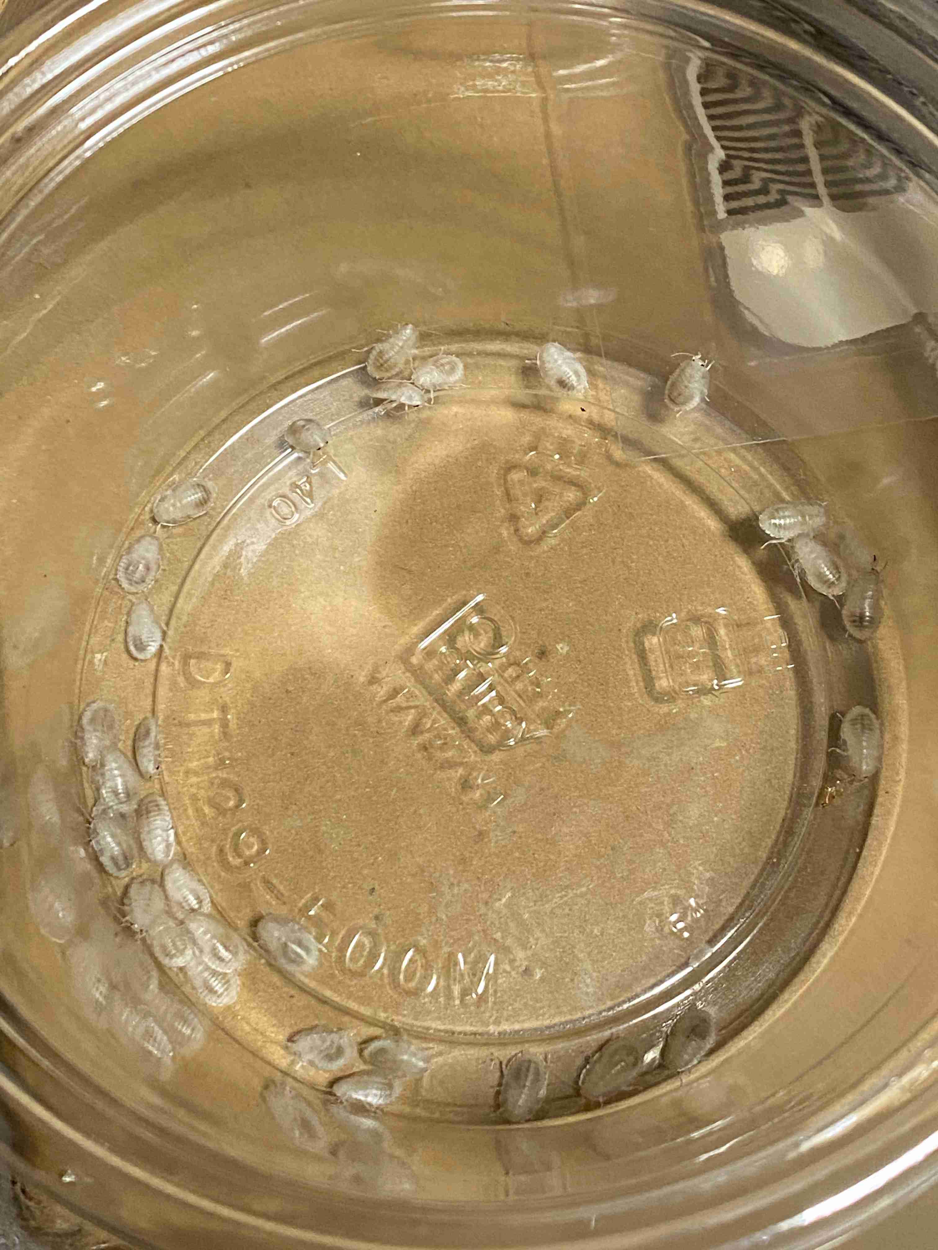 皆さんが好きな昆虫を教えてください!