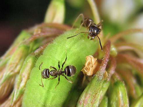 皆さんが好きな昆虫を教えてください!