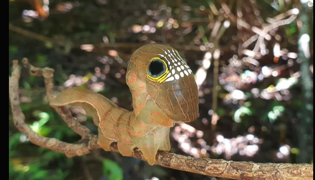 皆さんが好きな昆虫を教えてください!