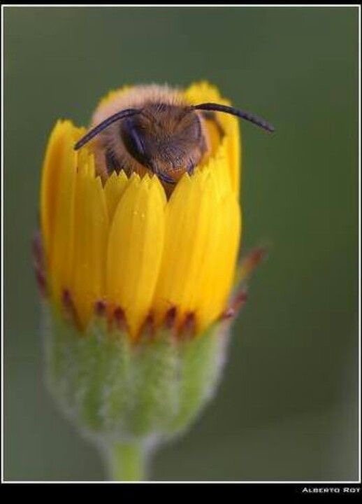 皆さんが好きな昆虫を教えてください!