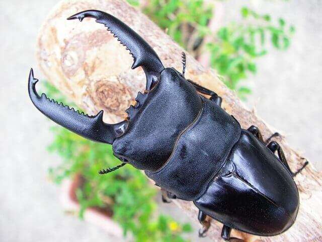 皆さんが好きな昆虫を教えてください!