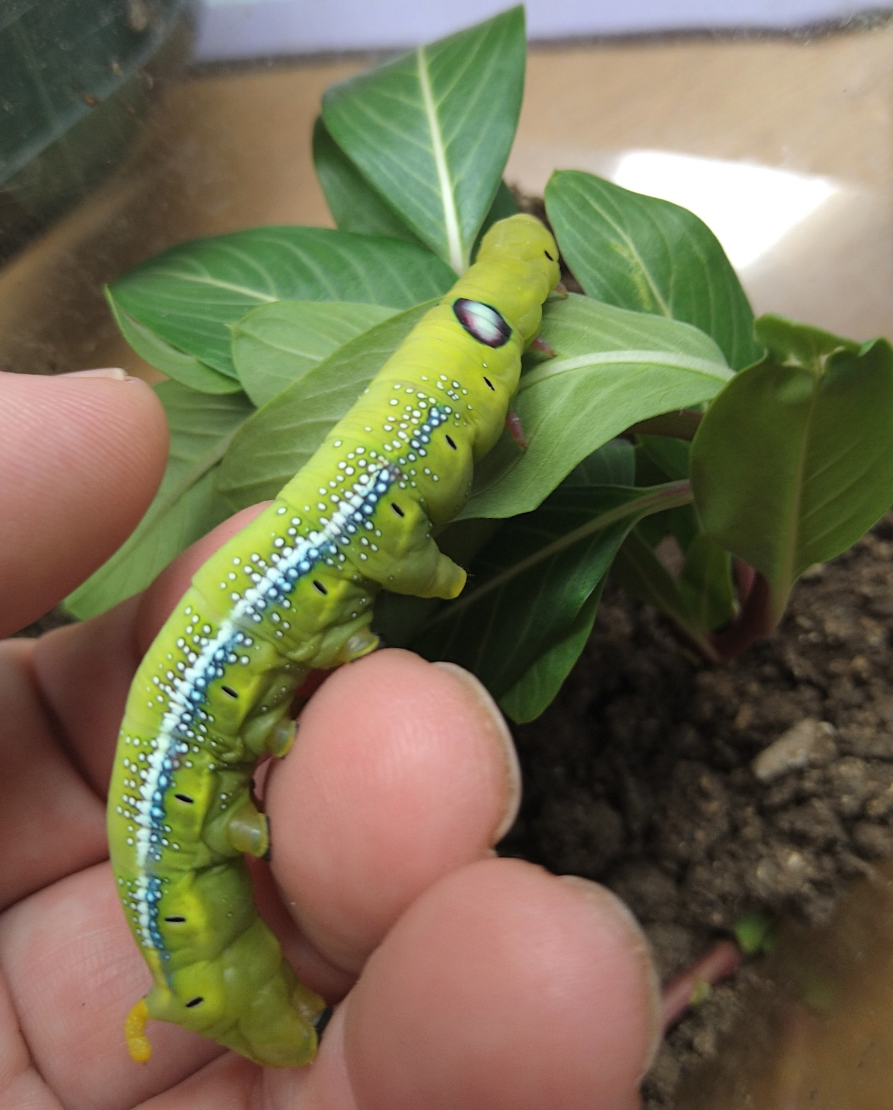 皆さんが好きな昆虫を教えてください!